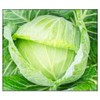 250 Golden Acre Cabbage Seeds | Non-GMO | Fresh Garden
