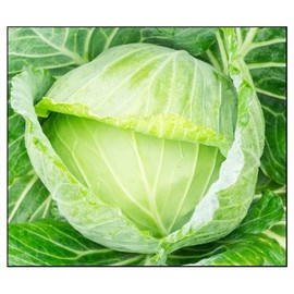 250 Golden Acre Cabbage Seeds | Non-GMO | Fresh Garden Seeds