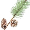 AuldHome Pine Cone Picks (6-Pack); Frosted Evergreen Christmas Decor Floral