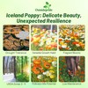 Outsidepride Iceland Poppy Seeds for Planting Outdoors - 5000 Pcs.