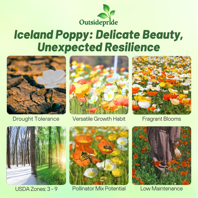 Outsidepride Iceland Poppy Seeds for Planting Outdoors - 5000 Pcs.