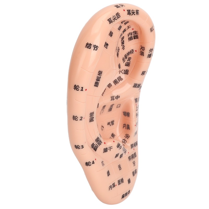 Ear Sticker Acupuncture Kit 600pcs Ear Massage Sticker Acupuncture Model