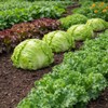 Crisphead Iceberg Lettuce Seeds – Compact Round Heads with Crisp