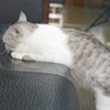 10Pcs Cat Scratch Furniture Protector Transparent PVC Cat Scratch Furniture