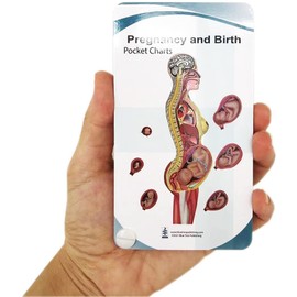 Blue Tree Publishing Pregnancy and birth Poster and Pocket Chart Set