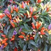 Park Seed NuMex Easter Ornamental Pepper Seeds