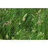 Seeds Cat Orchard Grass (Dactylis glomerata) Non GMO Heirloom 100