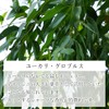 100% Natural Eucalyptus Globbles Oil 30ml Aroma Oil Eucalyptus