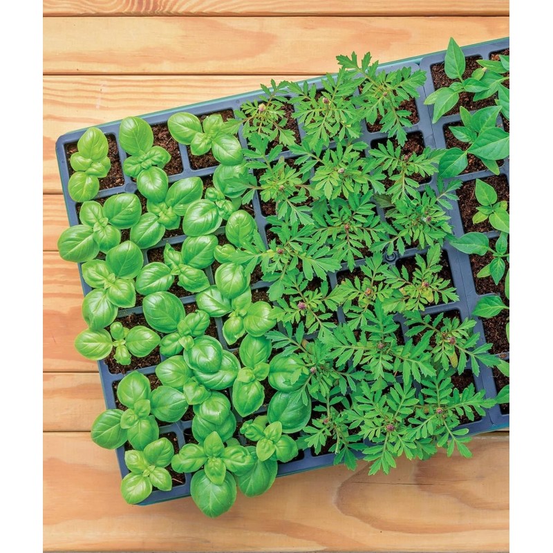 Burpee Greenhouse Indoor Starting Herbs, Flowers and Vegetables