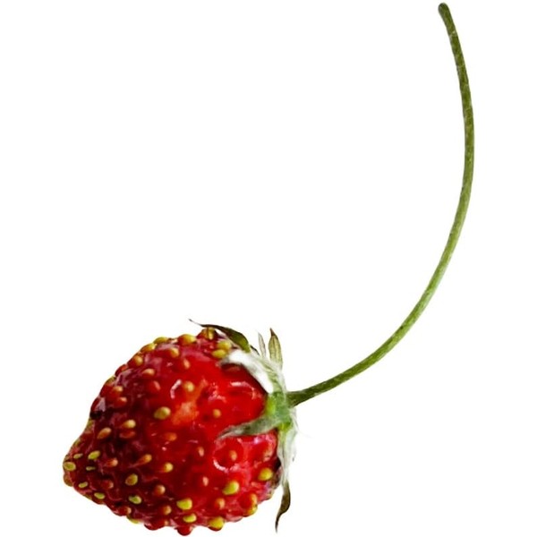 Attila Red Alpine Strawberry Fraise des Bois Premium Seeds for