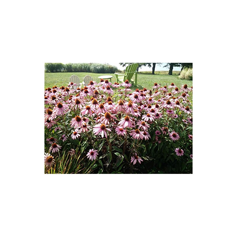 Hmm ekinasea & puroporisusupure-