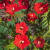 TomorrowSeeds Scarlet Morning Glory Seeds | Red Ipomoea For Planting