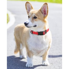 Taglory Reflective Adjustable Dog Collars for Puppy Small Medium Large Dogs, Thin Nylon Webbing and Quick Release Plastic Buckle(Red, Medium)