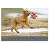 Chesley Kleiner Hund grosse Abenteuer (Wandkalender 2026 DIN A4 quer),
