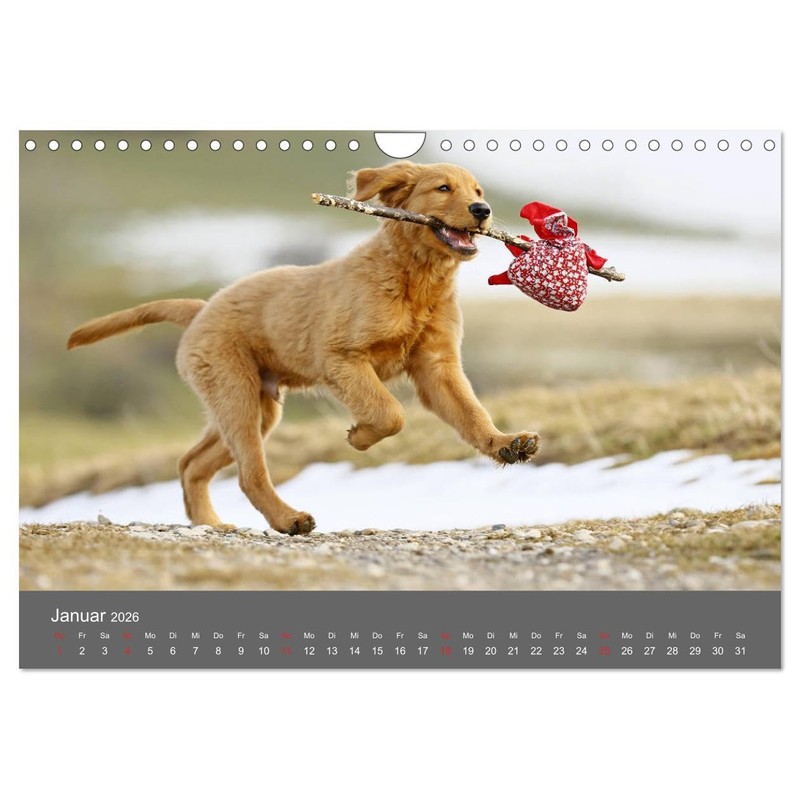 Chesley Kleiner Hund grosse Abenteuer (Wandkalender 2026 DIN A4 quer),