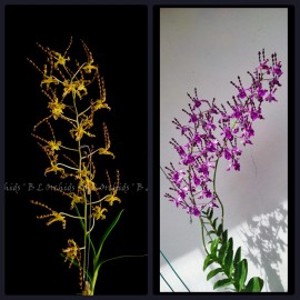 Orchids Dendrobium  BLO Twist and Curls