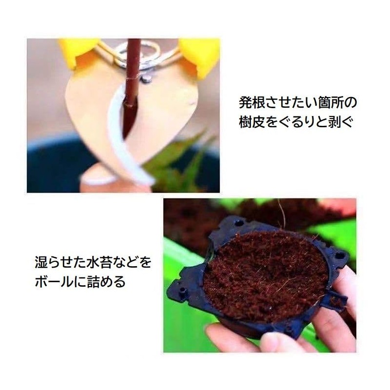 Plus Nao Root Box, Set of 5, Plant Breeding, Plant