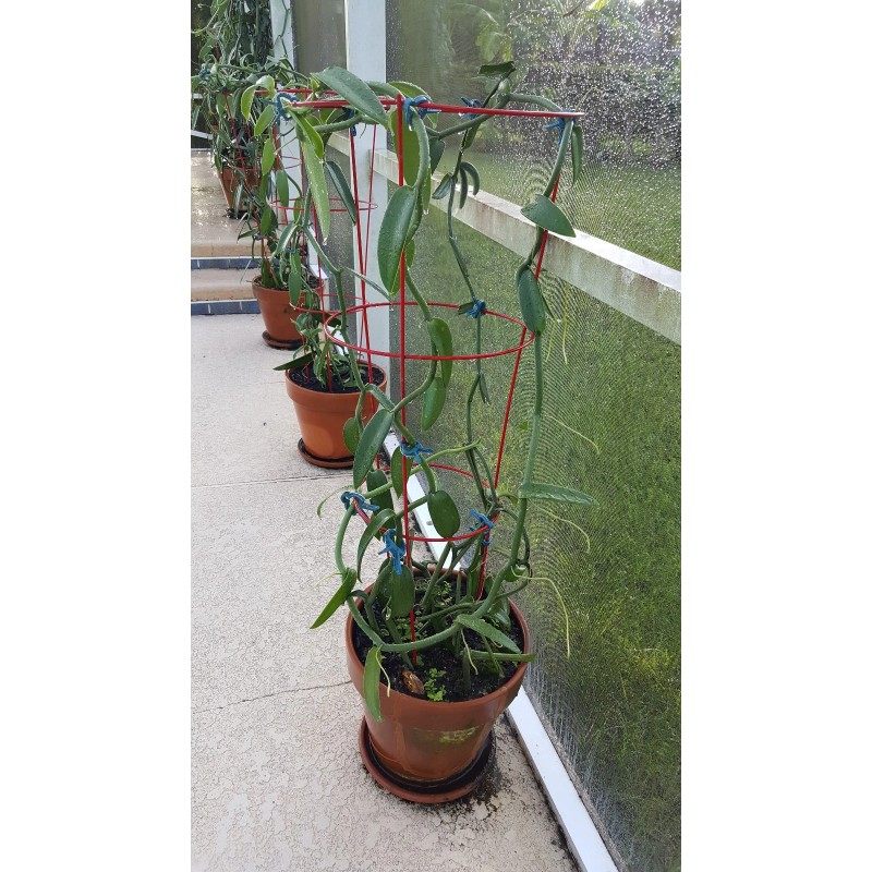 Orchids Vanilla Bean Orchid, 12 Inches Fresh Cutting from My