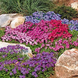 Outsidepride Cascade Mix Aubrieta Rock Cress Seeds - 2000 Pcs Perennial Flower Seeds, Easy to Grow, Low Maintenance, Cascading & Low Growing, for Baskets, Rock Walls, or Ground Covers