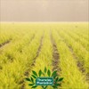 Thursday Plantation-Peppermint Oil 25ml