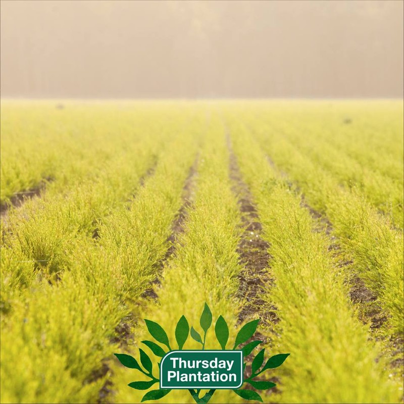 Thursday Plantation-Peppermint Oil 25ml