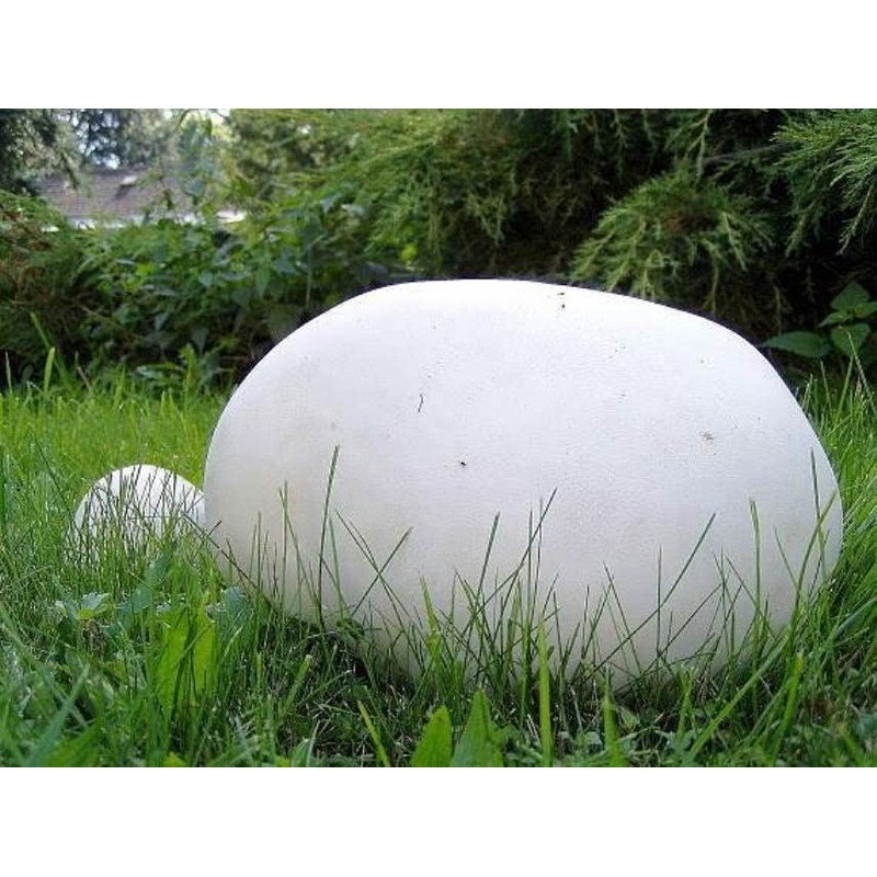 RAISE ME UP: Giant Puffball Mushrooms Spores Non GMO Heirloom