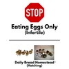 FARM FRESH Quail Eggs *Laid in the U.S.* Hormone Free;