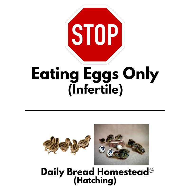 FARM FRESH Quail Eggs *Laid in the U.S.* Hormone Free;