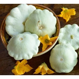 Back To Nature Seed Company White Scallop Squash Seeds - Patty Pan Bush Squash - Heirloom & NON-GMO - 20+ Seeds