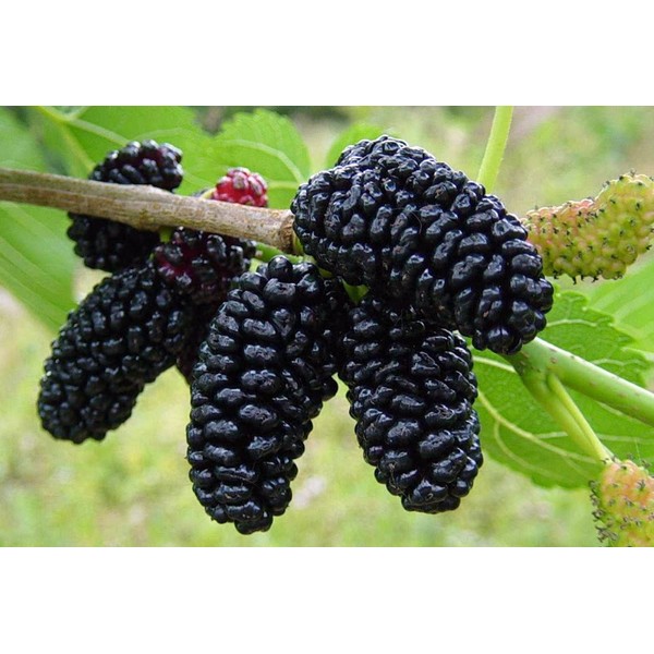 Dwarf Everbearing Mulberry Plant - Morus nigra - Sweet Fruit - 4" Pot