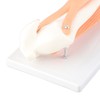 Arm Moving Model Anatomical Elbow Joint Motion Model Primary School
