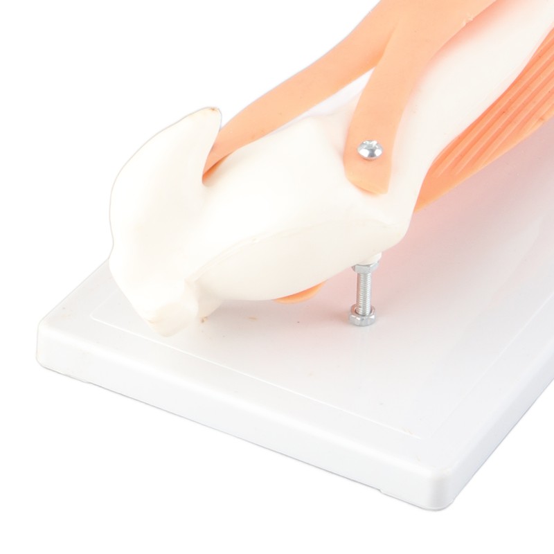 Arm Moving Model Anatomical Elbow Joint Motion Model Primary School
