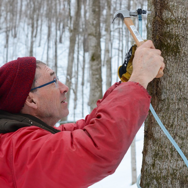 Maple Valley Organic Pure Maple Syrup, Amber and Rich, Better