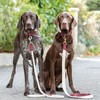 HUGO & HUDSON Luxury Dog Collar, Flat Rope and Leather