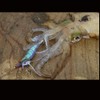 YO-ZURI Shrimp Q No. 3.5 No. 6: Deep Green Squid