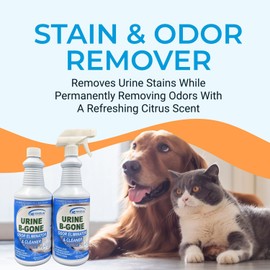 KINZUA ENVIRONMENTAL Urine B-Gone, Professional Enzyme Odor Eliminator & Pet Stain Remover, Human, Cat & Dog Urine Cleaner, Effective on Laundry, Carpets & More, Citrus Scent, 32oz, Pack of Two