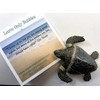 Leave Only Bubbles Collectible Set of sea Turtle Models