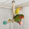 Birds Toy Wooden Carousel Perches for Budgies Parrot Bird Playground