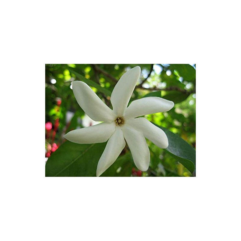 Monoi Tiki Tahiti Rouge Tiare Body Suntan Bronzant Coconut Oil