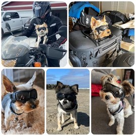 anteojos de sol Chihuahua extra pequeñas con protección ocular para perro, con correa ajustable, antirayos UV, resistente al viento y al polvo, ideale
