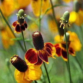 Mexican Hat, Red Mexican Hat Flower Seed, 100+ seeeds per Package.
