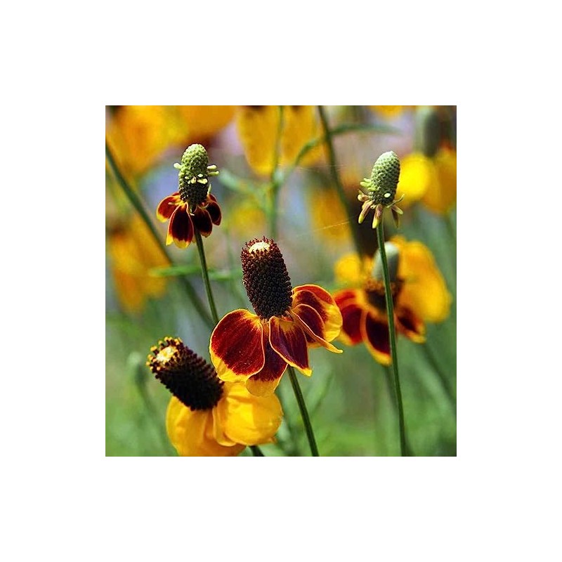 Mexican Hat, Red Mexican Hat Flower Seed, 100+ seeeds per