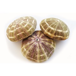 Set of 3 Large Alfonso Gator Sea Urchins 3" Coastal Beach Cottage Craft Decor