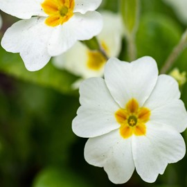 Outsidepride Common Primrose White - 100 Seeds