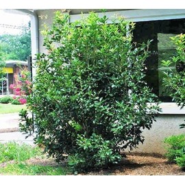 (1) - Fragrant Tea Olive (osmanthus) - Starter Plant (XL) (1 Live Plant)