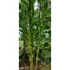 Vegetable-Herb Seeds 50 Okra Seeds / Đậu Bắp for 2025