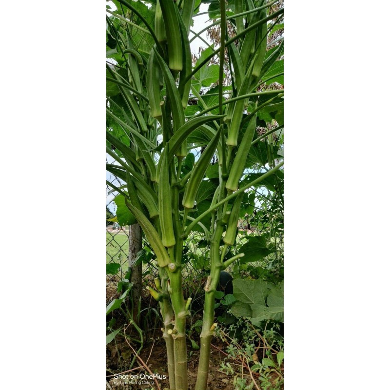 Vegetable-Herb Seeds 50 Okra Seeds / Đậu Bắp for 2025