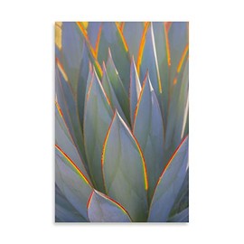 Gango Home Decor Contemporary California Agave I by Kathy Mahan (Printed on Paper); One 16x24in Fine Art Paper Giclee Print