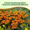 Outsidepride Butterfly Milkweed Seeds - 1000 Pcs Perennial, Heat &