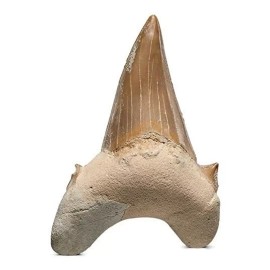 Kalifano Auténticos Fosilizados Dientes De Tiburón Prehistór